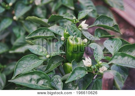 Green Pepper. Pepper On A Bush. Speet Pepper.