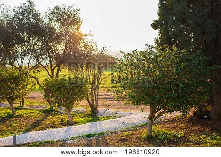 Fresh green leaves on nature framing the sun in the middle and forming rays of light.