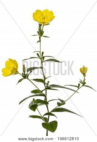 Yellow flower of Evening Primrose, lat. Oenothera, isolated on white background