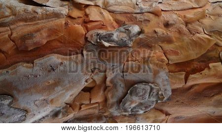 Pine bark. Texture pine bark. Pine bark background. Pine. Tree bark. Bark. Brown bark texture. Nature background. Pine wood.