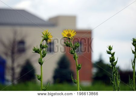 Compass plants (Silphium laciniatum) bloom in a field in Plainfield, Illinois during June.