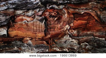 Pine bark.Texture pine bark. Pine bark background.Pine. Tree bark. Bark.Nature background. Pine wood.Brown pine bark.