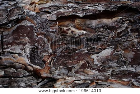 Pine bark. Texture pine bark. Pine bark background. Pine. Tree bark. Bark. Brown bark texture. Nature background. Pine wood.