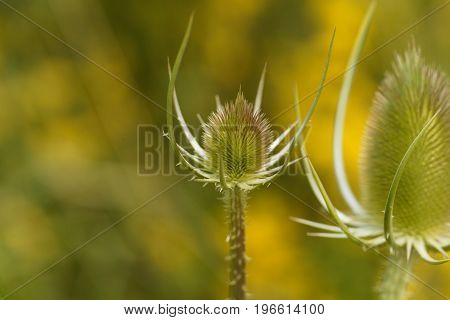 Inflorescence of a wild teasel Dipsacus fullonum.