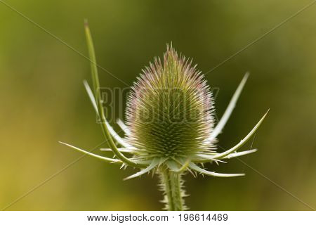 Inflorescence of a wild teasel Dipsacus fullonum.