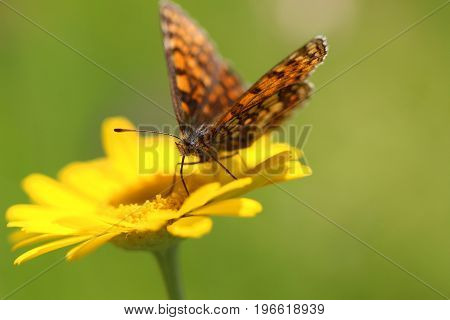 Yellow marigold flower and butterfly on a green background