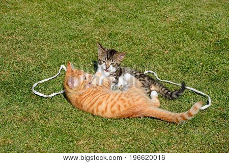 Nine week old grey tabby and twelve week old ginger kittens playing in the garden UK.