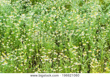 Background of a fragment of the meadow with wild chamomile