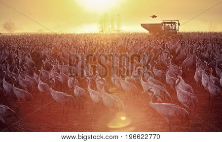 Feeding of the cranes at sunrise in the national Park Agamon of Hula in Israel