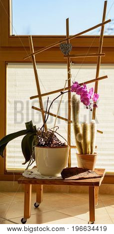 Homemade mobile flower with cactus and flowering orchid
