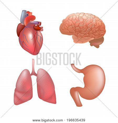 Realistic human organs set. Set of human anatomy parts heart, lung, stomach, brain, Vector illustration