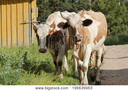 Cattle - brown caws in the village, telephoto shot