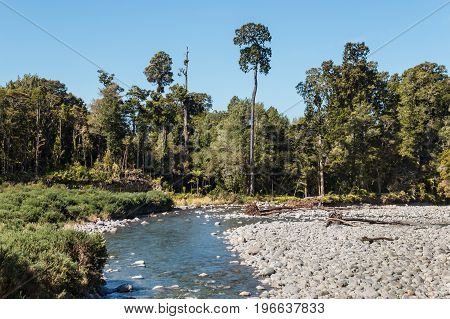 Aorere River with rimu trees in Kahurangi National Park, New Zealand