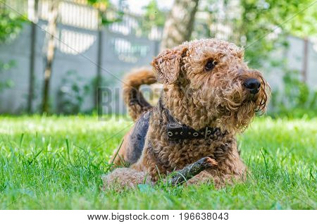 Airedale Terrier is a strong and muscular dog of medium size, with brown wool on the nature.