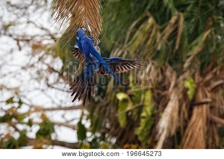 hyacinth macaw on a palm tree in the nature habitat, wild brasil, brasilian wildlife, birding, biggest parrot, blue magic, palm nuts, blue