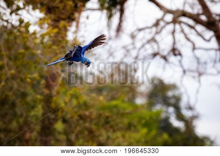 hyacinth macaw on a palm tree in the nature habitat, wild brasil, brasilian wildlife, birding, biggest parrot, blue magic, palm nuts, blue