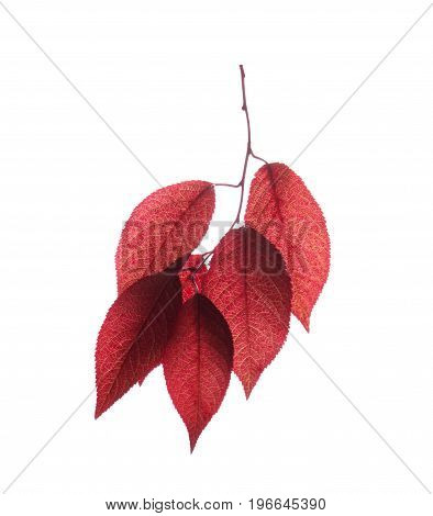 Fantastic saturated red leaves isolated over the white background. Beautiful autumn foliage with veiny texture. A branch of fresh and bright leaves. Life, environment, flora concept.