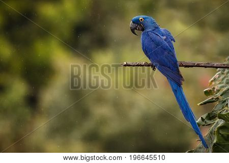 hyacinth macaw on a palm tree in the nature habitat, wild brasil, brasilian wildlife, birding, biggest parrot, blue magic, palm nuts, blue