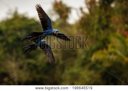 hyacinth macaw on a palm tree in the nature habitat, wild brasil, brasilian wildlife, birding, biggest parrot, blue magic, palm nuts, blue