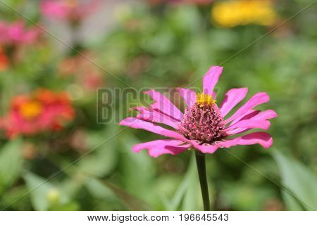 purple narrowleaf zinnia on the garden in thailand.