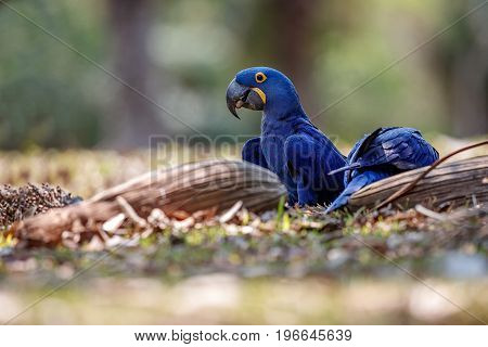 hyacinth macaw on a palm tree in the nature habitat, wild brasil, brasilian wildlife, birding, biggest parrot, blue magic, palm nuts, blue