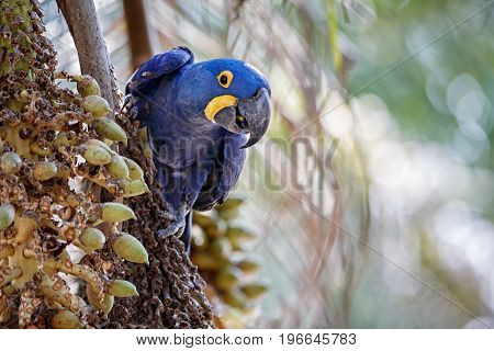 hyacinth macaw on a palm tree in the nature habitat, wild brasil, brasilian wildlife, birding, biggest parrot, blue magic, palm nuts, blue