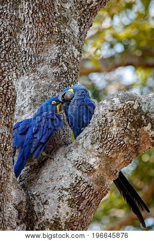 hyacinth macaw on a palm tree in the nature habitat, wild brasil, brasilian wildlife, birding, biggest parrot, blue magic, palm nuts, blue