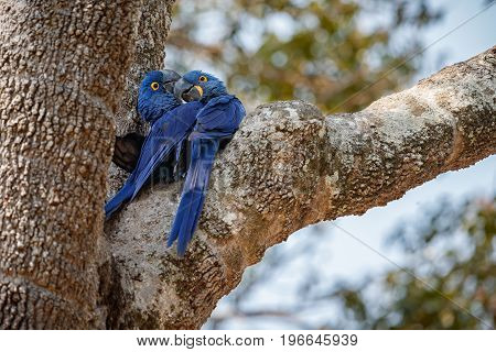 hyacinth macaw on a palm tree in the nature habitat, wild brasil, brasilian wildlife, birding, biggest parrot, blue magic, palm nuts, blue