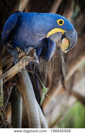hyacinth macaw on a palm tree in the nature habitat, wild brasil, brasilian wildlife, birding, biggest parrot, blue magic, palm nuts, blue