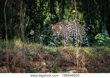 American jaguar in the nature habitat, panthera onca, wild brasil, brasilian wildlife, pantanal, green jungle, big cats