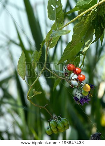 red nightshade (solanum dulcamara) can be used for healing.