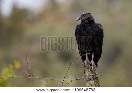 bird of pantanal in the nature habitat, wild brasil, brasilian wildlife, pantanal, green jungle, south american nature and wild