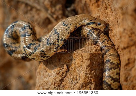 Wild snake close up in the nature habitat, wild brasil, brasilian wildlife, pantanal, green jungle, south american nature and wild, dangereous, false cobra