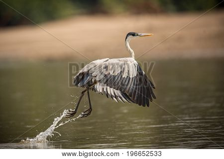 bird of pantanal in the nature habitat, wild brasil, brasilian wildlife, pantanal, green jungle, south american nature and wild