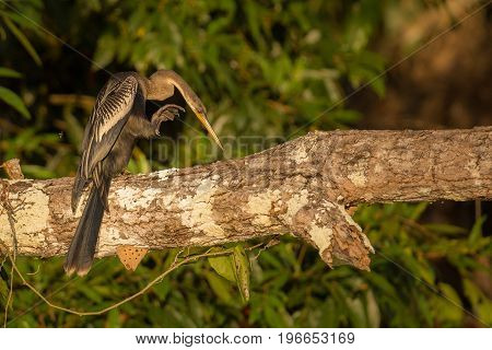 Majestic and colourfull bird in the nature habitat