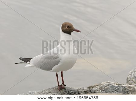 Black-headed gull, common to Europe, infrequently seen on the Eastern coast of US