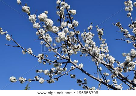 Florización of fruit-bearing trees and flowers in general in spring