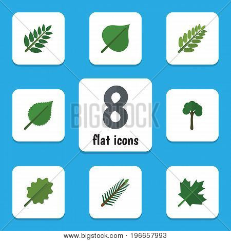 Flat Icon Natural Set Of Spruce Leaves, Acacia Leaf, Evergreen And Other Vector Objects