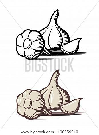 Vector illustration of garlic outline and colored version