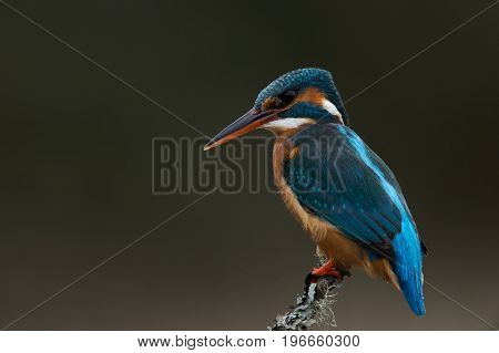 Kingfisher (Alcedo atthis) perched on lichen covered branch in the rain