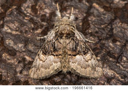 Nut-tree tussock moth (Colocasia coryli) at rest on bark. British moth in the family Noctuidae attracted to light in Bath Somerset UK