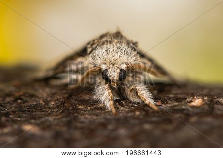 Nut-tree tussock moth (Colocasia coryli) head on. British moth in the family Noctuidae attracted to light in Bath Somerset UK