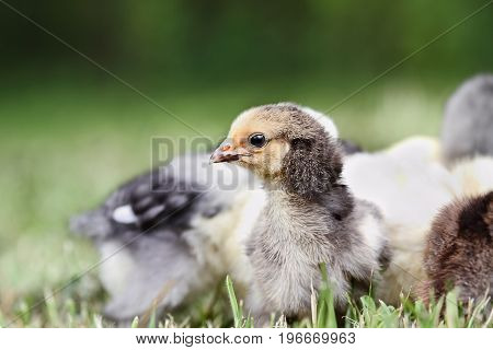 Baby Buff Brahma chick free ranging with other mixed chicks outdoors in the grass. Extreme shallow depth of field with selective focus on Brahma's face.