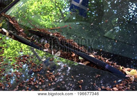 A reflection of a treetop and a traffic sign on a wind shield of  a car on the parking