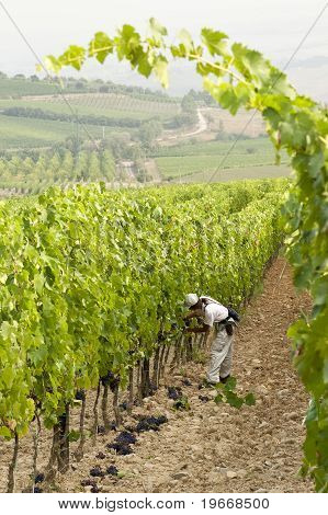 Lavoratore lavora In un Vinyard In Toscana Italia