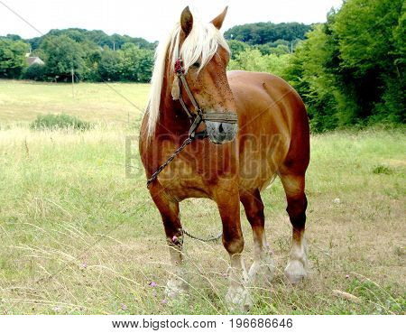 a beautiful horse in a field in summer