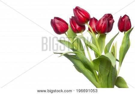 beautiful fresh red tulips on white background