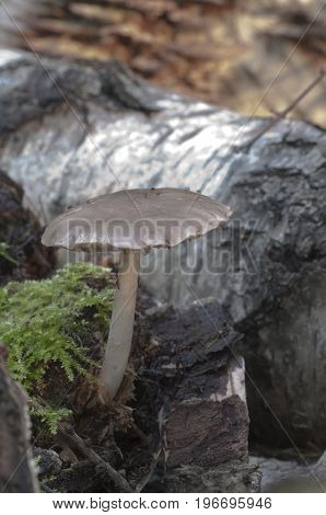 Deer Mushroom (Pluteus cervinus) near a birch tree stump