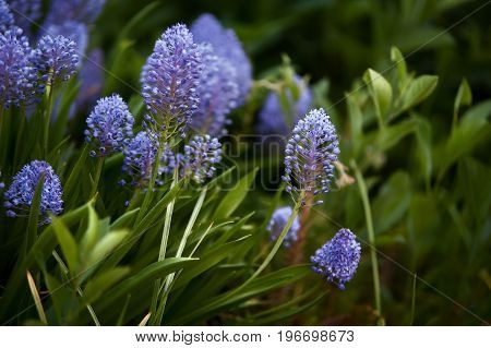 Ceanothus, Blue flowers in the field. Summer