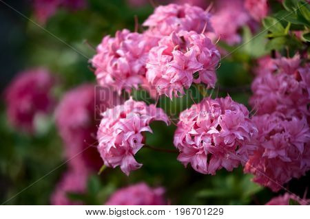Rhododendron Homebush - pink flowering shrub. Summer background. Flower Pattern